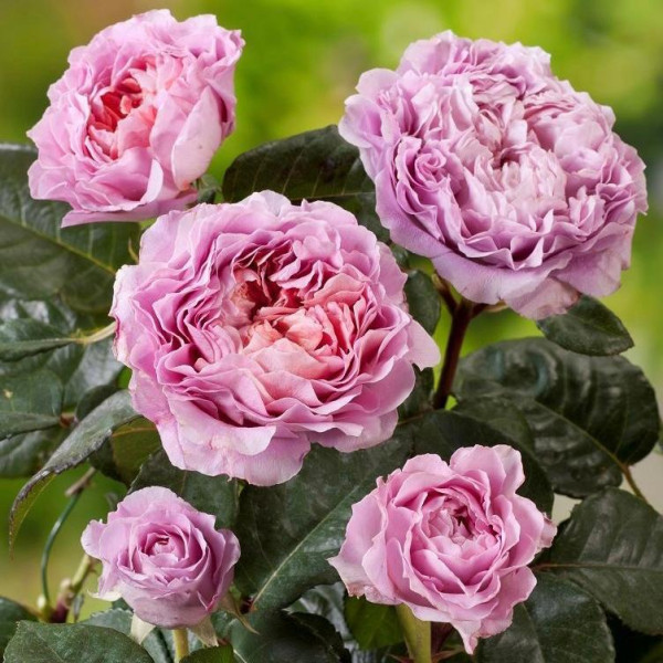 EISVOGEL® "DUFTWOLKE" EISVOGEL® "DUFTWOLKE"